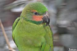 Psittacula longicauda longicauda