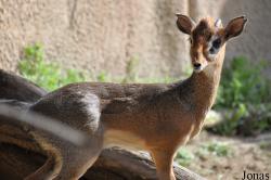San Diego Zoo