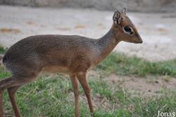 Madoqua kirkii cavendishi