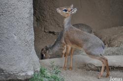 San Diego Zoo