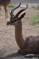 San Diego Zoo