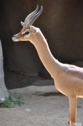 San Diego Zoo