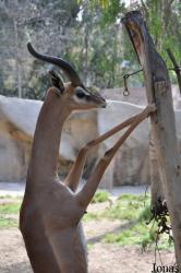 San Diego Zoo