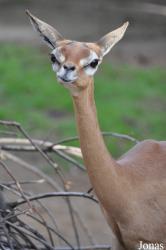 San Diego Zoo