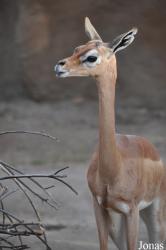 San Diego Zoo