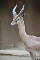 San Diego Zoo