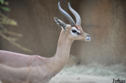 San Diego Zoo