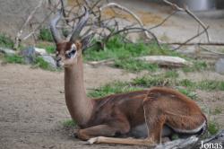 San Diego Zoo