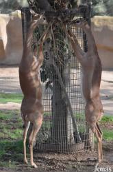 San Diego Zoo