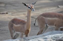 San Diego Zoo