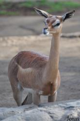 San Diego Zoo