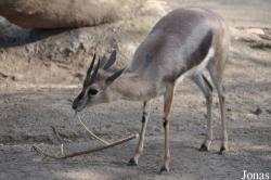 San Diego Zoo