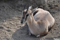 San Diego Zoo