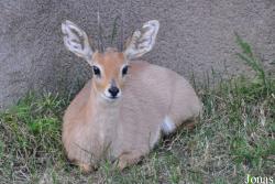 Raphicerus campestris campestris