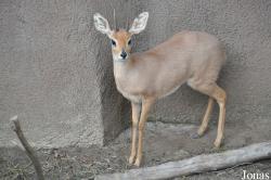 San Diego Zoo