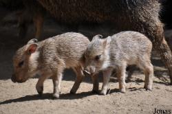 San Diego Zoo