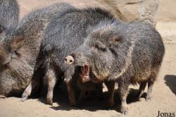 San Diego Zoo