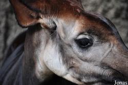 San Diego Zoo
