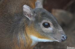 Neotragus pygmaeus