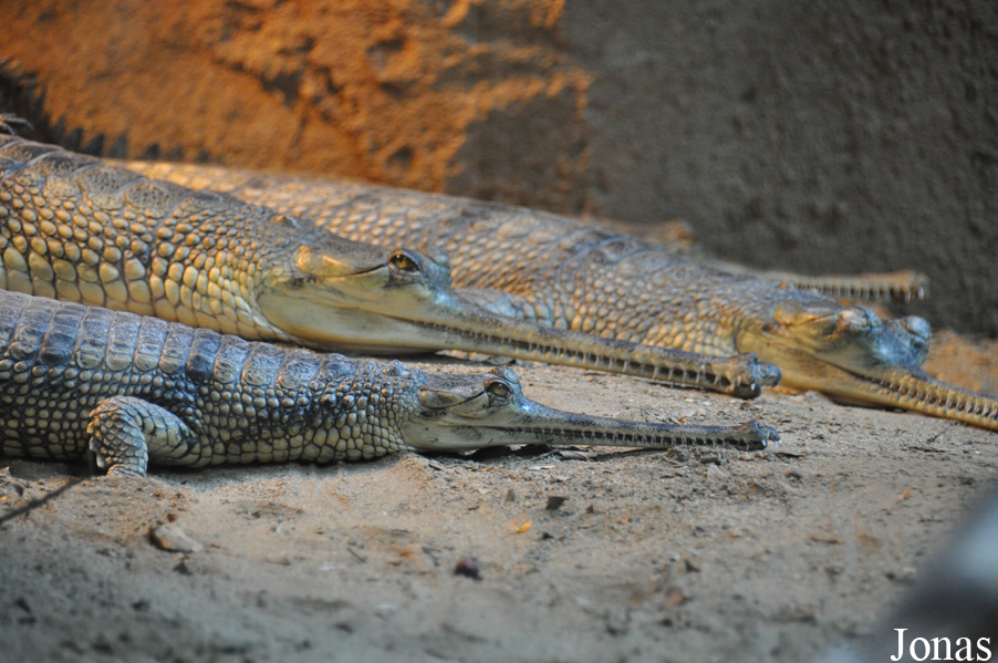 San Diego Zoo