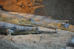 San Diego Zoo