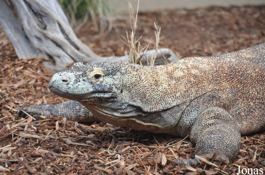 San Diego Zoo