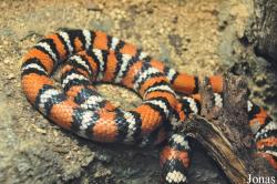 Lampropeltis zonata pulchra
