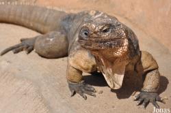 Cyclura cychlura figginsi