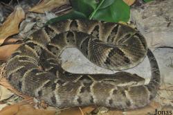 Bothrops moojeni