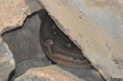 San Diego Zoo