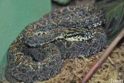 Protobothrops jerdonii
