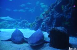 Sea Life Abenteuer Park Oberhausen
