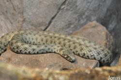 Zoologisches Forschungsmuseum Alexander Koenig