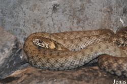 Zoologisches Forschungsmuseum Alexander Koenig