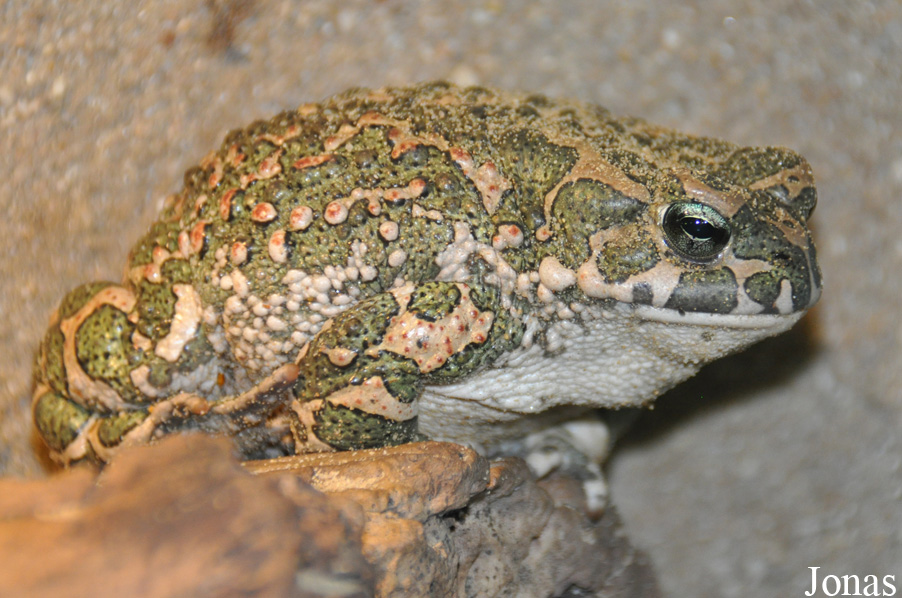 Zoologisches Forschungsmuseum Alexander Koenig