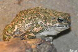 Zoologisches Forschungsmuseum Alexander Koenig