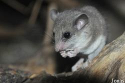 Noctalis