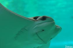Rhinoptera bonasus