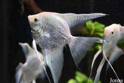 Pterophyllum scalare