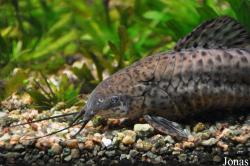 Megalechis thoracata