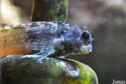 Salarias fasciatus