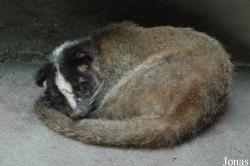 Paradoxurinae