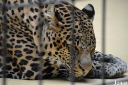 Zoo Berlin