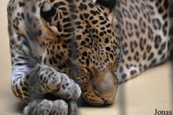Zoo Berlin