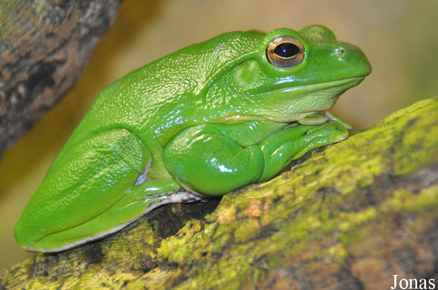 Zoo Berlin