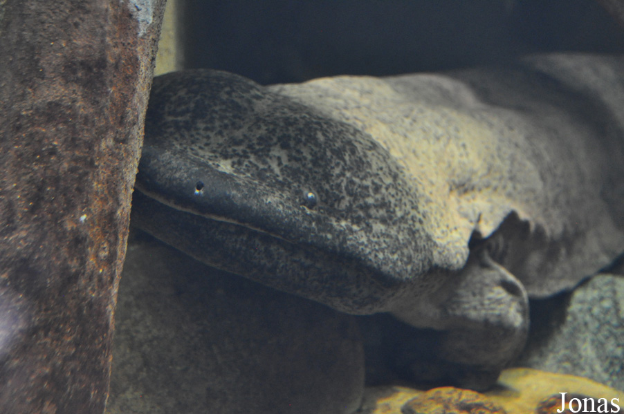 Zoo Berlin