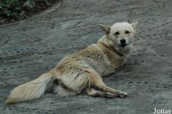 Bifengxia Wild Animal Park
