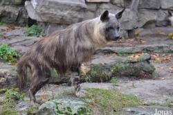 Tierpark Berlin