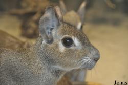Tierpark Berlin