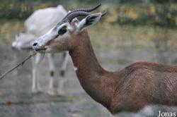 Tierpark Berlin